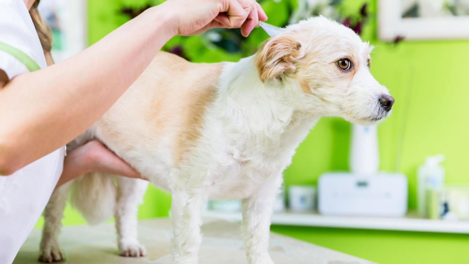 Remède de grand-mère anti-puce pour chien : protégez votre fidèle ami